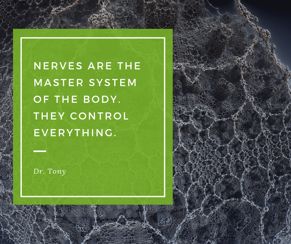 Nerves are the master system.